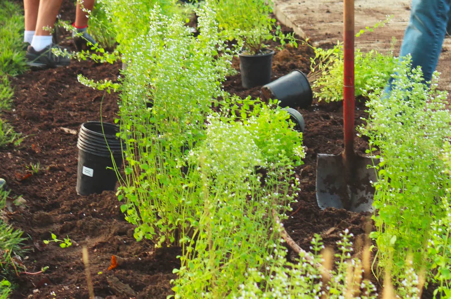 Landscape Maintenance in Auburn CA - Planting Landscape Maintenance in Auburn CA - Planting