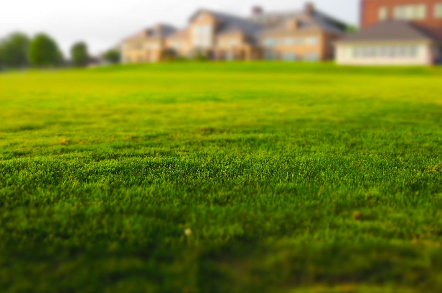 Lawn Installation in Rocklin - Sod and Turf Fitting Lawn Installation in Rocklin - Planting